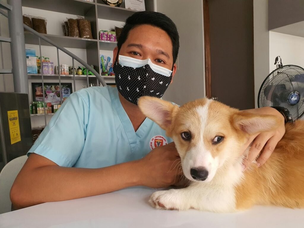 Veterinarian caring for a dog during a clinical consultation